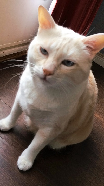 Home visits for cat - Soda .... I\'m sexy and I know it !!!!!!